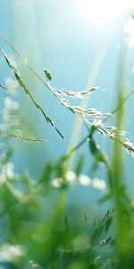 Grass,Macro,Shine,Light,Branches,Light Coloured