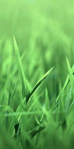 Grass,Macro,Shine,Light,Bright,Greens