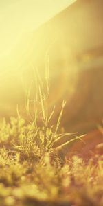 Grass,Macro,Shine,Light,Bright,Solar,Sunny