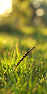 Grass,Macro,Shine,Light,Dew