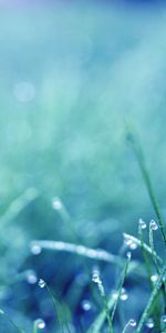 Grass,Macro,Shine,Light,Dew,Drops