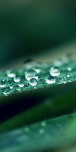 Grass,Macro,Shine,Light,Dew,Drops