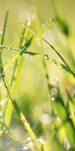 Grass,Macro,Shine,Light,Dew,Drops