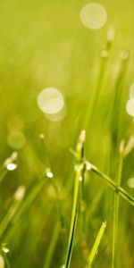 Grass,Macro,Shine,Light,Drops,Glare