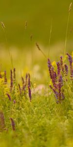 Herbe,Domaine,Champ,Macro,Briller,Lumière