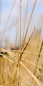 Grass,Macro,Shine,Light,Focus