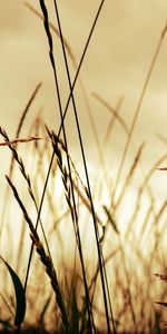 Grass,Macro,Shine,Light,Form,Field,Shadow