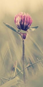 Grass,Macro,Shine,Light,Glare,Clover