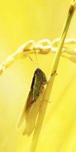 Grass,Macro,Shine,Light,Grasshopper