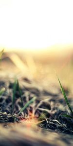 Grass,Macro,Shine,Light,Greens