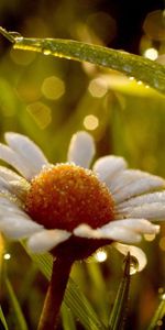 Grass,Macro,Shine,Light,Moisture,Dew,Chamomile,Camomile,Wet