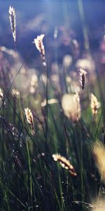 Grass,Macro,Shine,Light,Shadow