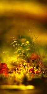 Grass,Macro,Shine,Light,Shadow,Autumn