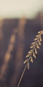 Grass,Macro,Shine,Light,Sheet,Leaf,Flight