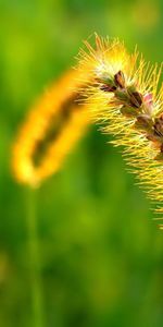 Grass,Macro,Shine,Light,Spikelet,Bright