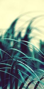 Grass,Macro,Shine,Light,Wind,Sly,Flapping,Dark