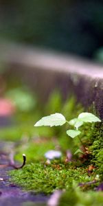 Grass,Macro,Shine,Moss,Light,Dark