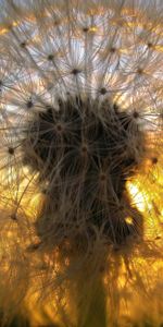 Grass,Macro,Shine,Shadow,Dandelion,Light,Fluff,Fuzz