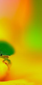 Grass,Macro,Sit,Insect,Hide,Bug