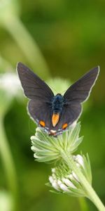 Grass,Macro,Sit,Wings,Butterfly,Plants