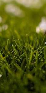 Grass,Macro,Small,Flowers