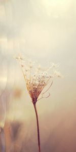 Grass,Macro,Smooth,Fence,Dry,Blur,Branch,Background