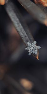 Grass,Macro,Snow,Snowflake