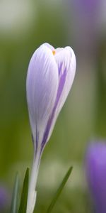 Herbe,Perce Neige,Éblouissement,Éclat,Feuilles,Macro