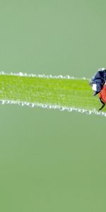 Herbe,Taches,Macro,Gel,Givre,Coccinelle