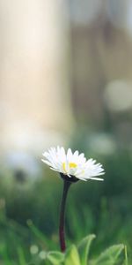 Herbe,Germer,Fleur,Macro