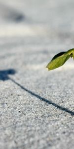 Grass,Macro,Sprout,Leaves,Sand