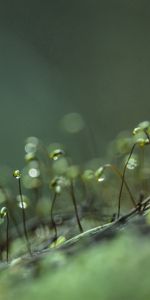 Hierba,Drops,Macro,Coles,Brotes