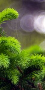 Grass,Macro,Spruce,Fir,Glare,Background,Circles