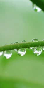 Herbe,Drops,Tige,Macro