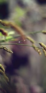 Grass,Macro,Stem,Stalk,Plant