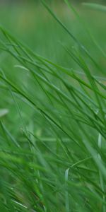 Grass,Macro,Stem,Stalk,Thin,Wind,Bend