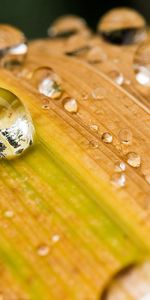 Grass,Macro,Streaks,Dew,Drops,Plant,Stripes