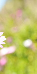 Grass,Macro,Sunlight,Flower,Glare,Field