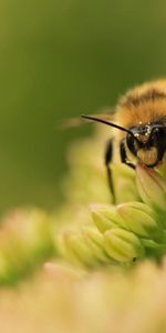 Grass,Macro,Surface,Bee,Flower