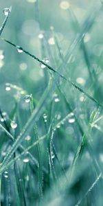 Grass,Macro,Surface,Dew,Drops