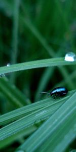 Hierba,Drops,Macro,Superficie,Insecto,Bicho,Escarabajo