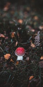 Hierba,Otoño,Macro,Bosque,Champiñón,Seta Venenosa,Amanita Muscaria,Matamoscas,Seta,Toadstool