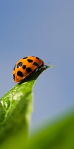 Herbe,Macro,Coccinelle Inhabituelle,Contexte