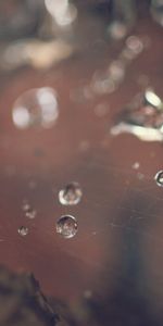 Grass,Macro,Web,Drops