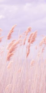 Grass,Macro,Wind,Pink,Field