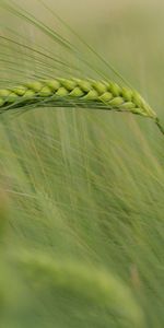 Grass,Macro,Wind,Spikelet