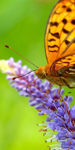 Aile,Ailes,Herbe,Papillon,Macro