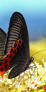 Grass,Macro,Wings,Butterfly,Pattern