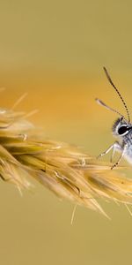 Grass,Macro,Wings,Patterns,Butterfly