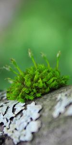 Grass,Macro,Wood,Surface,Moss